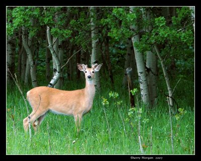 Young Buck