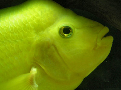 Yellow fish / Pez amarillo
