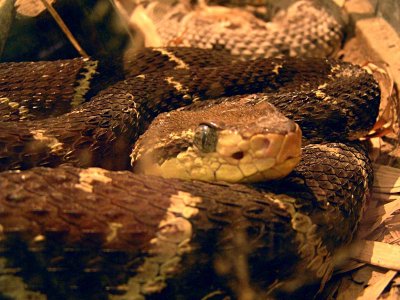 Mapanare / Bothrops asper
