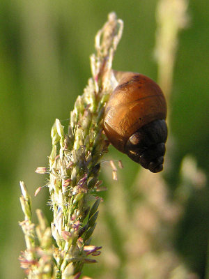 Snail / Caracol