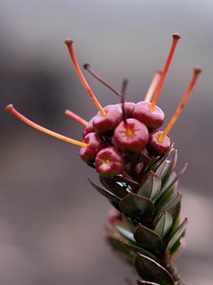 Local flora