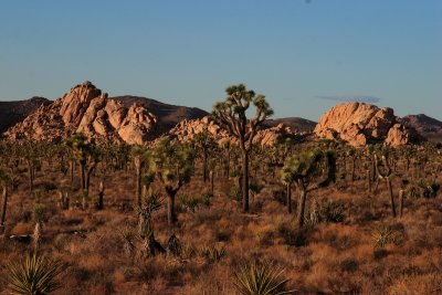 CRW_1626.JPG - Life on Mars