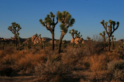 CRW_1636.JPG