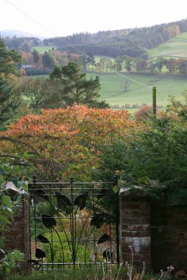 Rhus Tree