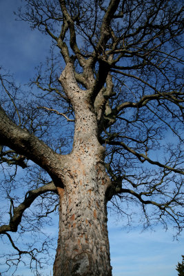 Redford House Oak Tree