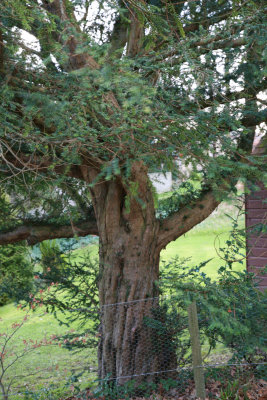 Yew Tree Caerlee Estate