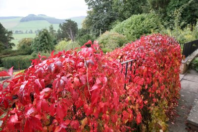 Virginia Creeper Oct 2006