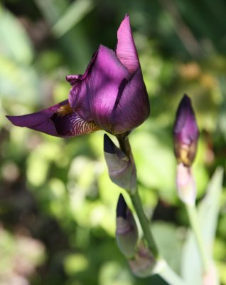 Old Walled Garden Iris