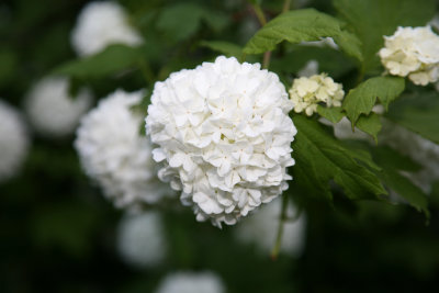 Viburnum