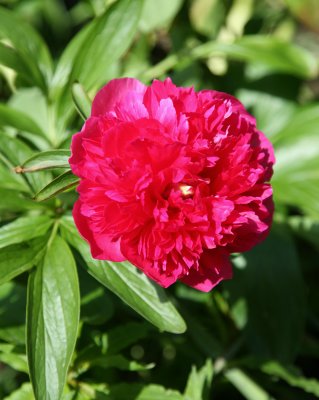 Pink Peonie