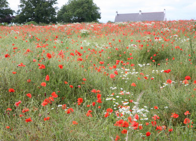 East Lothian Poppies