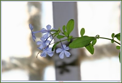 Plumbago Delight