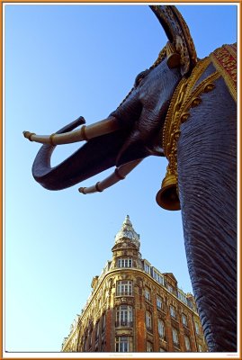 Un lephant dans la ville