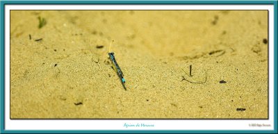 Agrion de Mercure