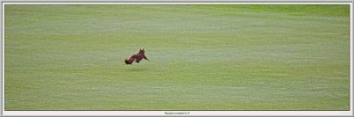 Flying Squirrel 17 green inspection