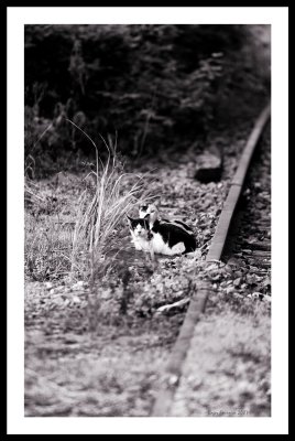 Railway Cats