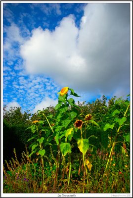 Tournesols