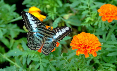 Butterflies '06