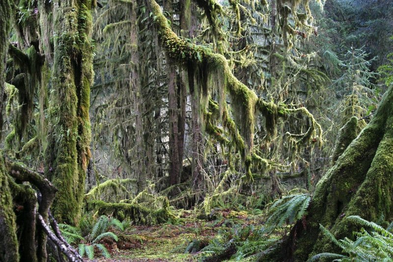 Rain Forest - Olympic NP