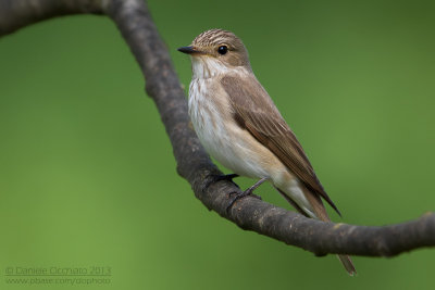 Spotted Flycatcher (Muscicapa striata)