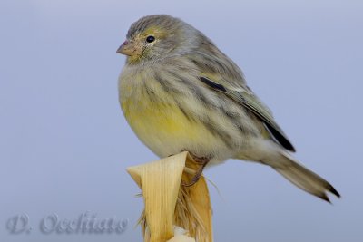 Canary (Serinus canaria)