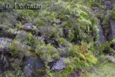 High altitude plants