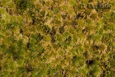 High altitude moss near Lagoa Branca