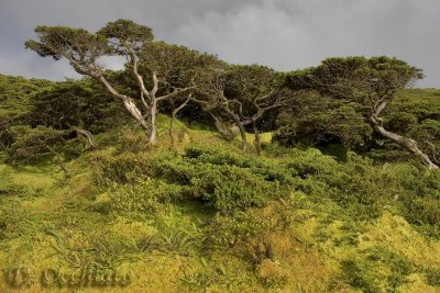 High altitude Juniperus and moss near Lagoa Branca