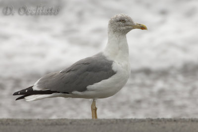 Azores Yellow-legged Gull (Larus michahellis atlantis)