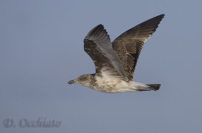 Azores Yellow-legged Gull (Larus michahellis atlantis)