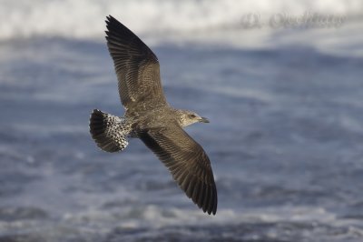 Azores Yellow-legged Gull (Larus michahellis atlantis)