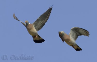 Woodpigeon (Columba palumbus)