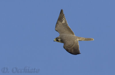 Peregrine (Falco peregrinus brookei)