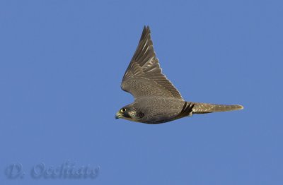 Peregrine (Falco peregrinus ssp brookei)