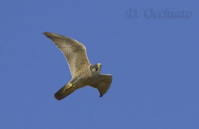 Peregrine (Falco peregrinus ssp brookei)