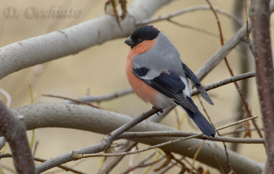 Northern Bullfinch (Pyrrhula pyrrhula)