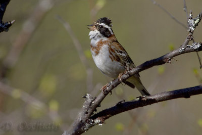 Rustic Bunting (Emberiza rustica)