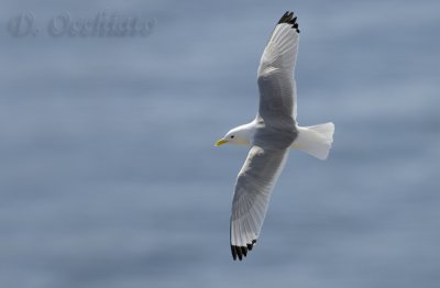 Kittiwake (Rissa tridactyla)