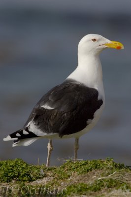 Great black-backed Gull (Larus marinus)