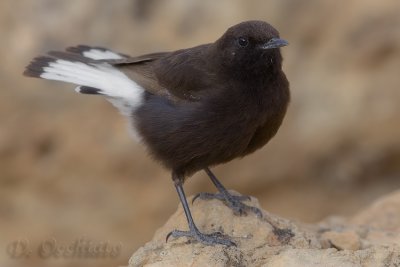 Black Wheatear (Oenanthe leucura)