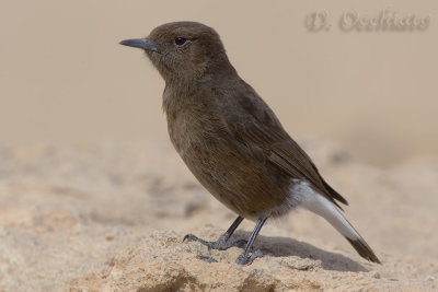 Black Wheatear (Oenanthe leucura)