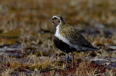 Golden Plover (Pluvialis apricaria)