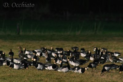 Barnacle Goose (Branta leucopsis)