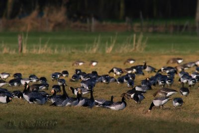 Barnacle Goose (Branta leucopsis)