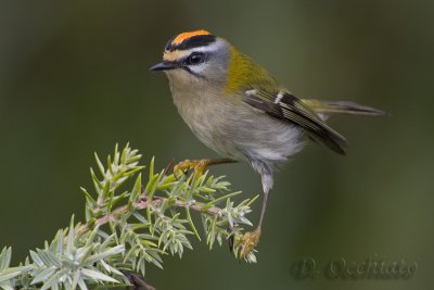 Firecrest (Regulus ignicapillus)