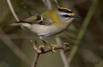 Firecrest (Regulus ignicapillus)