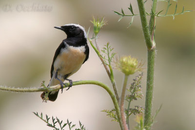 Cyprus Wheatear - 300 f/2.8