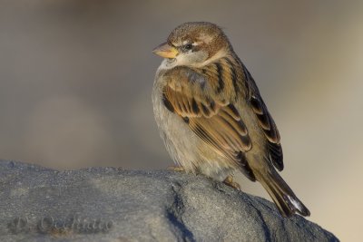 g6/60/469160/3/70681521.zMxB6u5D.jpg
