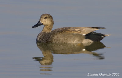 Gadwall (Anas strepera)