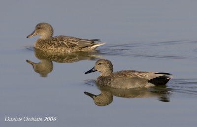 Gadwall (Anas strepera)